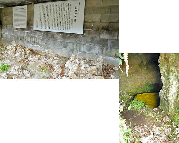 (2) ヒカリモ・沼サンゴ層