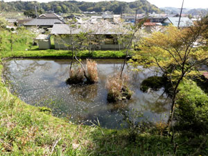 (4)沼サンゴ