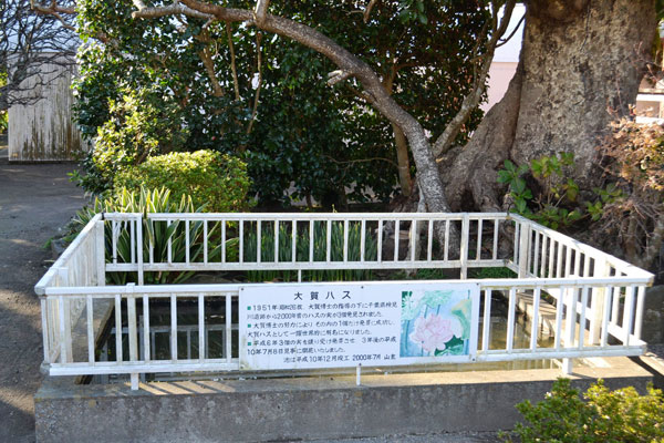 (9)大賀(おおが)蓮