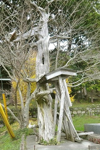 (2)御神木(びゃくしん古木)