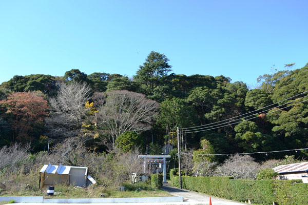 (2) 天満神社のヒマラヤスギ・ムクロジ・イヌマキ・イチョウ