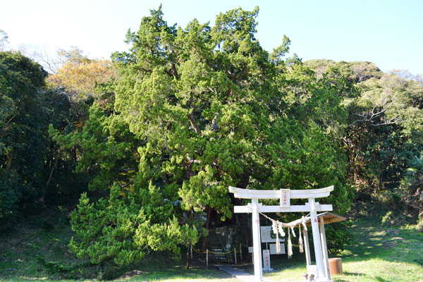 (3) 沼のビャクシン