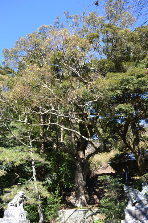 (4) 南条八幡神社のクス