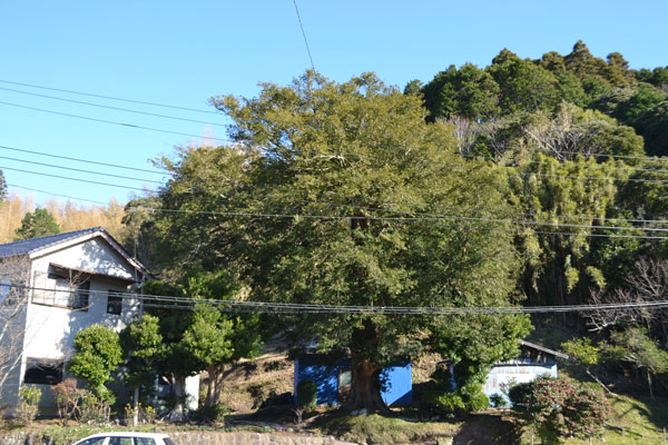(5)山荻の民家のカヤ