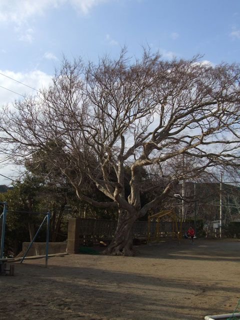 (7)神余小学校のイロハモミジ