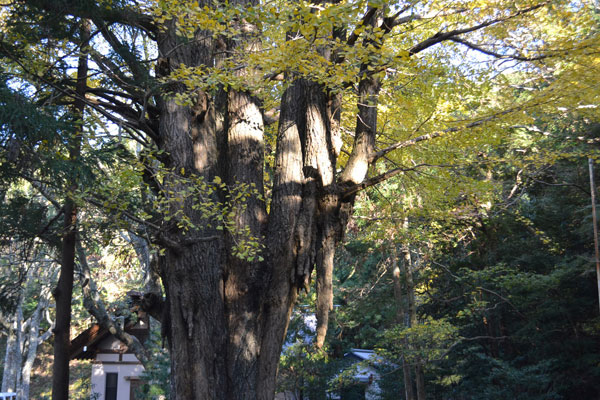 (9)安房神社のイヌマキ・イチョウ・タブ