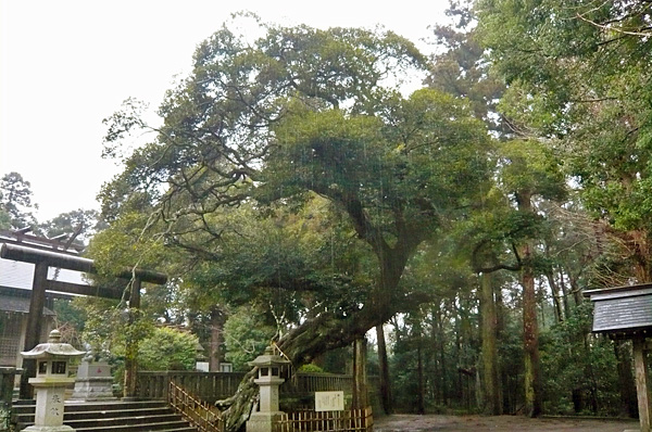(15) スダジイ