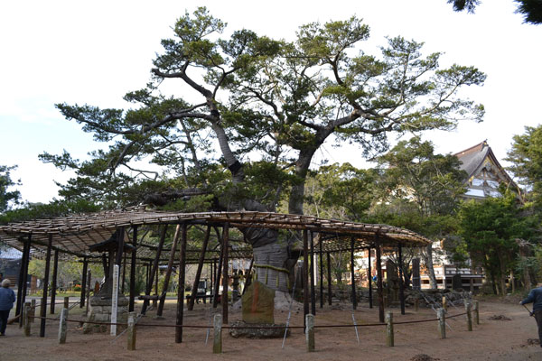 (7)降神槙(こうじんのまき) 昭和51年 (1976)鴨川市指定文化財