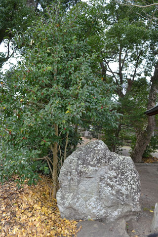 (14)蝗(いなご)神
