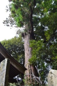 (15)鎮守の杜