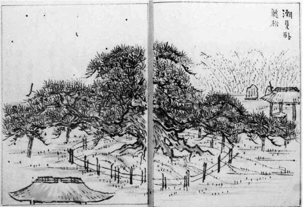 35.「潮見臥龍松」(前田伯志『館山紀行』)