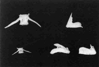 84．縄文時代の魚骨