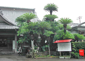 大蘇鉄 館山市指定天然記念物