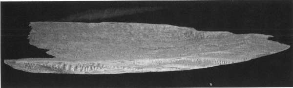 資料19.1956年 大寺山洞窟遺跡出土遺物 舟棺