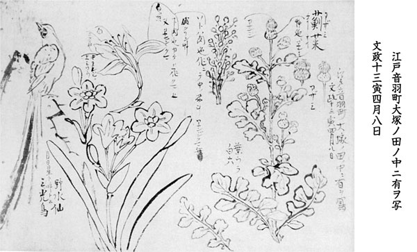 54.山調画「草花図」 『草花図集』所収