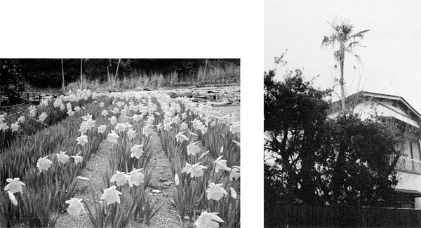 左：神戸地区の水仙 右：通房がくれたシュロの木　＜六軒町石井家＞