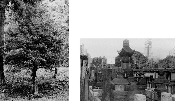 左:111.通房植樹のモッコクの木 <作名諏訪神社>(明治44年) 右:妙定院の万里小路家墓所(東京都港区)