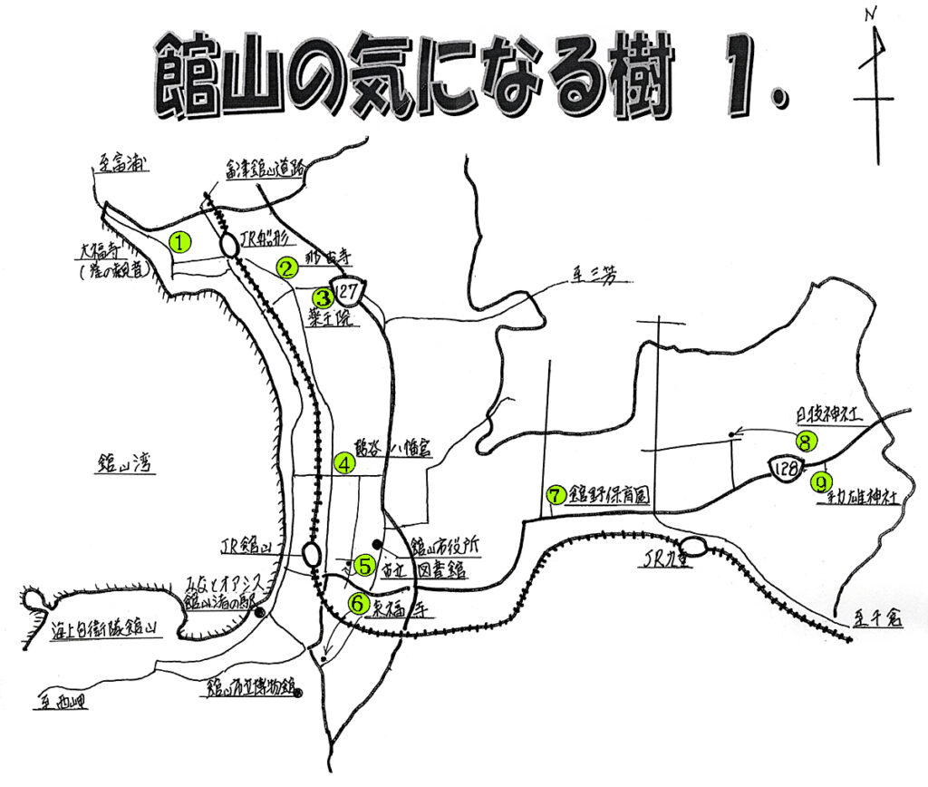 館山の気になる樹 1