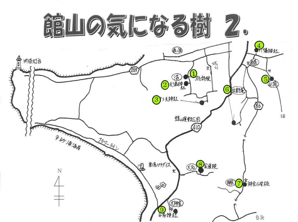 館山の気になる樹 2