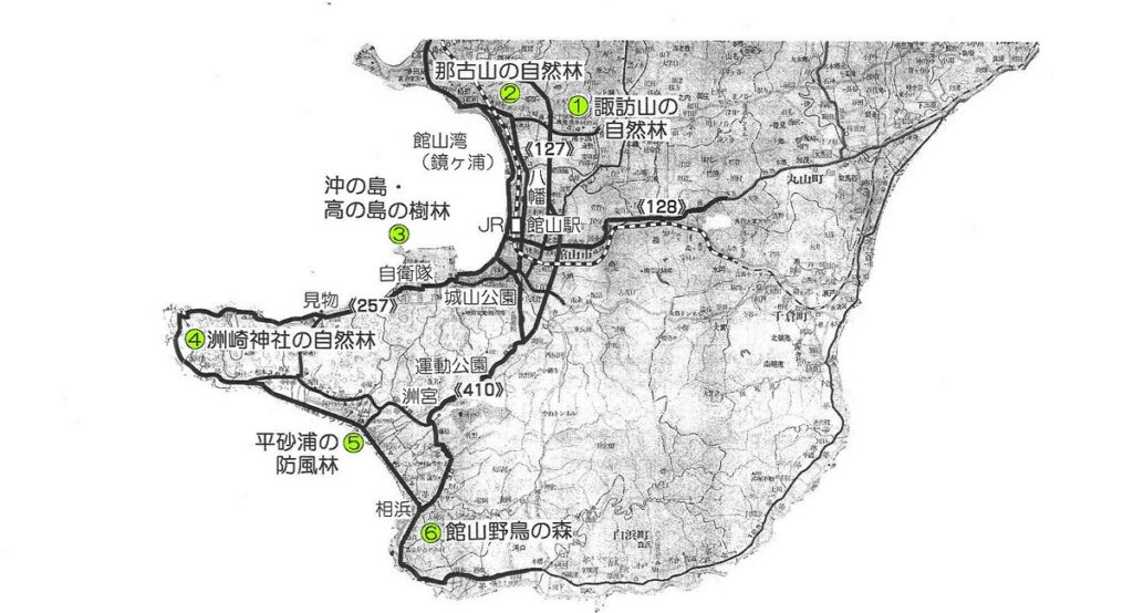 館山の気になる樹 3